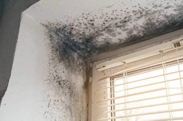 Affordable Mold Remediation solutions in Long Beach, MD